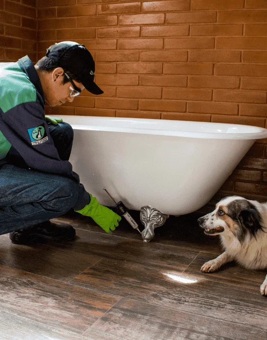 - dedetização em juiz de fora